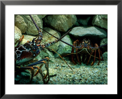 Spiny Lobsters Confront One Another Over Territory by George Grall Pricing Limited Edition Print image