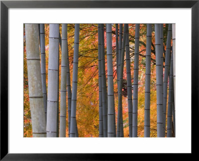 Maples Trees And Bamboo, Arashiyama, Kyoto, Japan by Gavin Hellier Pricing Limited Edition Print image