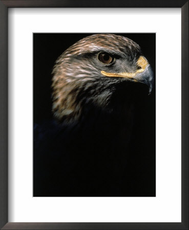 Profile Of Hawk by Don Grall Pricing Limited Edition Print image