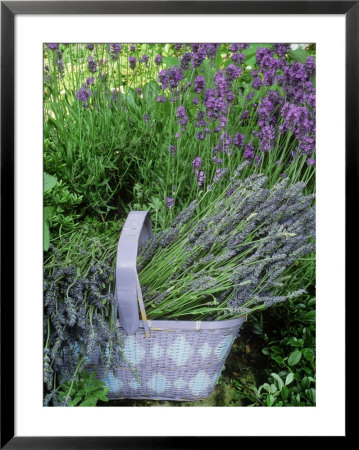 Herb Still Life With Lavender (Lavandula Officinalis) In Mauve Basket Against Hidcote In Garden by Linda Burgess Pricing Limited Edition Print image