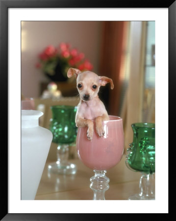 Chihuahua Seated In A Glass by Henryk T. Kaiser Pricing Limited Edition Print image