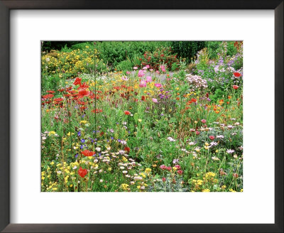 Annual Border With Papaver, Osteospermum, Gazania, Oenothera & Verbena, August, Devon by Mark Bolton Pricing Limited Edition Print image