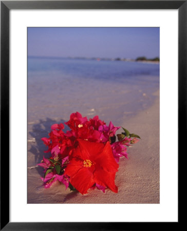 Hibiscus And Bouganvilla On Beach, Cayman Islands by Anne Flinn Powell Pricing Limited Edition Print image