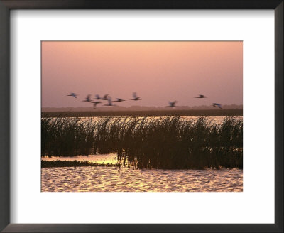 Grass, San Bernard Nwr, Tx by Harry Walker Pricing Limited Edition Print image