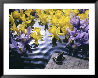 Frog, Sheet Music And Flowers In Water by Howard Sokol Pricing Limited Edition Print image