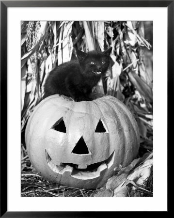Black Cat On Top Of Jack-O-Lantern by Ewing Galloway Pricing Limited Edition Print image