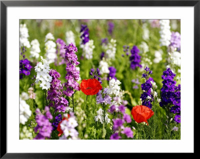 Delphinium Species And Poppies (Papaver Rhoeas), France by Alain Christof Pricing Limited Edition Print image