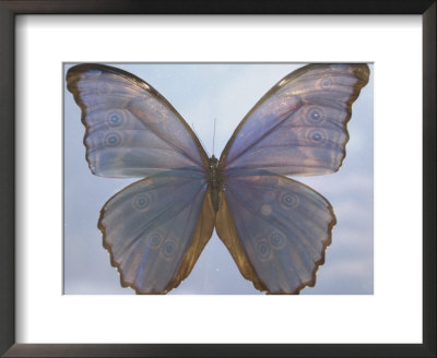 Butterfly With Open Wings by Jim Mcguire Pricing Limited Edition Print image