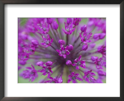Allium Species, Scotland by Mark Hamblin Pricing Limited Edition Print image