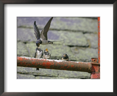 Swallow, Adult Feeding Chick, Scotland by Mark Hamblin Pricing Limited Edition Print image