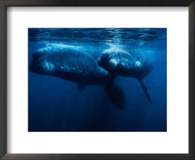 Southern Right Whale, Juvenile &Mother, Valdes Penin by Gerard Soury Pricing Limited Edition Print image