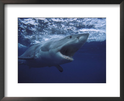 Great White Shark by Gerard Soury Pricing Limited Edition Print image