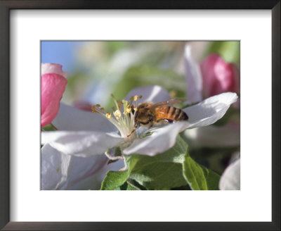 Bee On Apple Blossoms by John Luke Pricing Limited Edition Print image