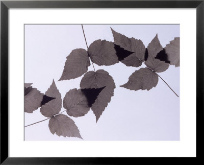Backlit Leaves by Howard Sokol Pricing Limited Edition Print image