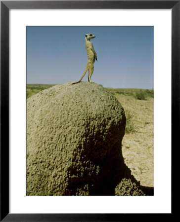 Meerkat, Guard Looking, Kalahari by David Macdonald Pricing Limited Edition Print image