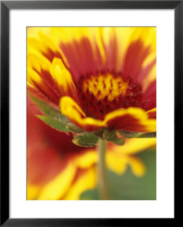 Gaillardia Grandiflora Goblin (Blanket Flower) by Hemant Jariwala Pricing Limited Edition Print image