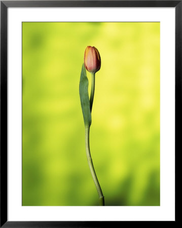 A Single Tulip by Ernie Friedlander Pricing Limited Edition Print image