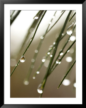 Rain Drops On Pine Branch Needles by Eric Kamp Pricing Limited Edition Print image
