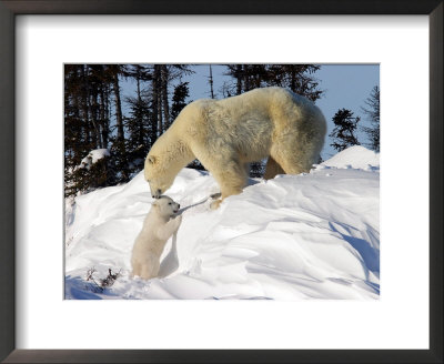 Two Month Old Cub And Mother Polar Bear by Yvette Cardozo Pricing Limited Edition Print image