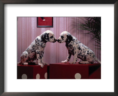 Dalmatian Puppies Posing by Henryk T. Kaiser Pricing Limited Edition Print image