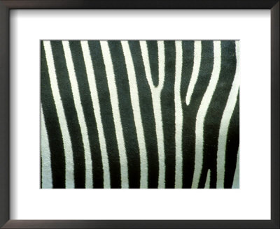 Grevys Zebraequus Grevyipatterns, Skin Detailafrica by Brian Kenney Pricing Limited Edition Print image