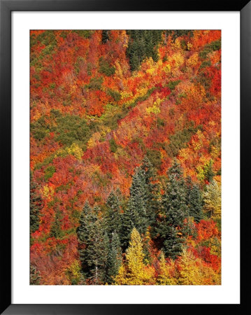 Fall Foliage by Yvette Cardozo Pricing Limited Edition Print image