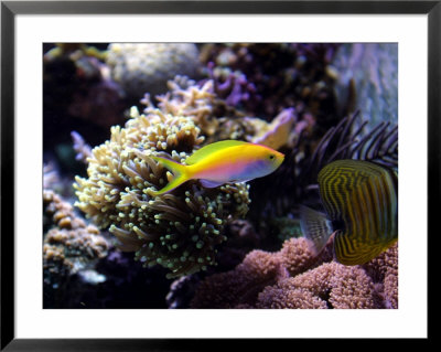 Reef Fish by Bruce Ando Pricing Limited Edition Print image