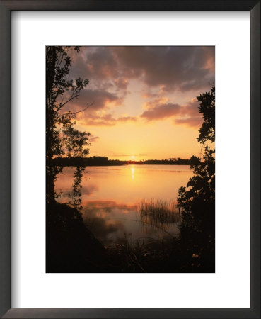 Sunset At Paurotis Pond, Everglades National Park, Fl by David Davis Pricing Limited Edition Print image
