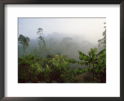 Rainforest Disturbed Or Selectively Logged Forest At Dawn, East Madagascar by Mark Pidgeon Pricing Limited Edition Print image