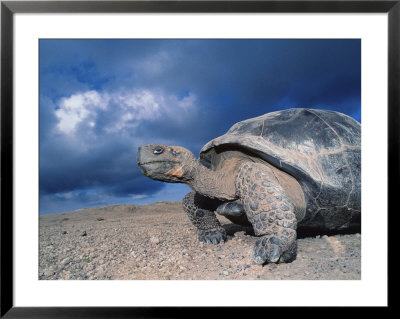 Giant Tortoise, Sunrise, Isabella Island, Galapagos by Mark Jones Pricing Limited Edition Print image