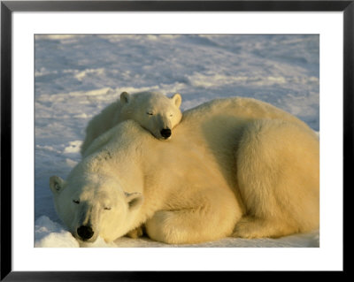 Polar Bear, Ursus Maritimus Mother And Cub by Norbert Rosing Pricing Limited Edition Print image