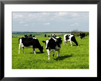 Freisian Cows, Oxfordshire, Uk by Martin Page Pricing Limited Edition Print image