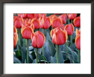 Tulips by Mark Windom Pricing Limited Edition Print image