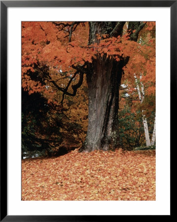 Fall Foliage, Vermont by Dave Jacobs Pricing Limited Edition Print image
