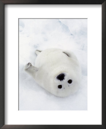Harp Seal, Pup In Favorite Position On Its Back On Ice Pack, Nova Scotia, Canada by Daniel Cox Pricing Limited Edition Print image