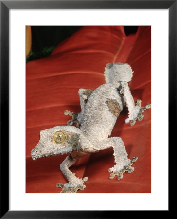 Leaftail Gecko, Madagascar by Marian Bacon Pricing Limited Edition Print image