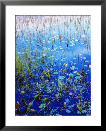 New Hampshire, Lily Pads And Grasses In Water by Jules Cowan Pricing Limited Edition Print image