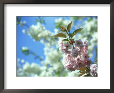Cherry Blossom, Inverness, Scotland by Iain Sarjeant Pricing Limited Edition Print image