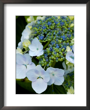 Hydrangea Macrophylla Normalis (Lacecap Hydrangea) by Susie Mccaffrey Pricing Limited Edition Print image