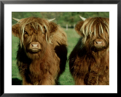 Highland Cattle, 9 Month Old Calves, Scotland by Alastair Shay Pricing Limited Edition Print image