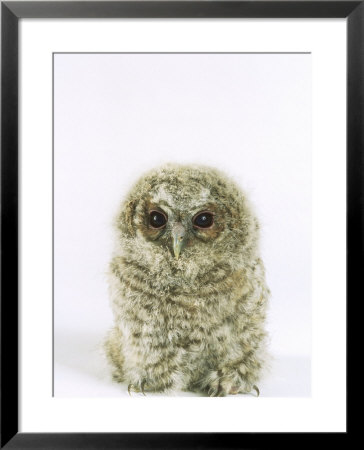 Tawny Owl, Young by Les Stocker Pricing Limited Edition Print image
