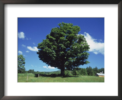 A Sugar Maple Tree In The Summer, Vermont by Kindra Clineff Pricing Limited Edition Print image