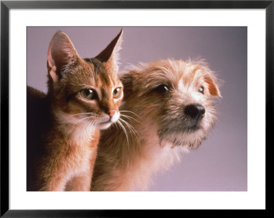 Portrait Of A Dog And Cat by Daniel Fort Pricing Limited Edition Print image