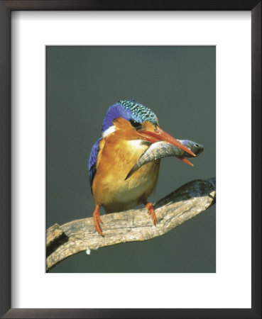 Malachite King Fisher South Africa by Martin Bruce Pricing Limited Edition Print image