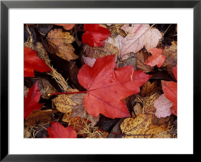 Close-Up Of Fallen Bright Red Dark Brown And Light Brown Leaves In November by Lynn Keddie Pricing Limited Edition Print image