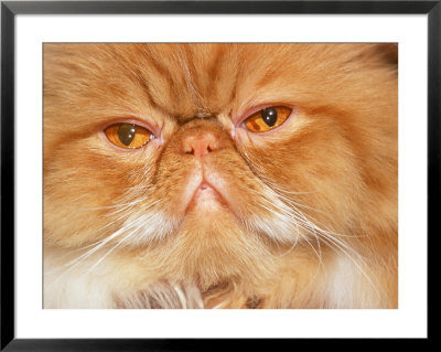 Close-Up Of Red Tabby Cat by Frank Siteman Pricing Limited Edition Print image
