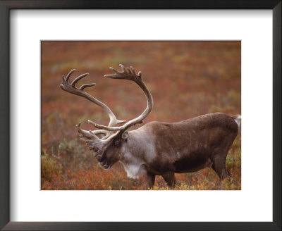 Caribou, Denali National Park, Ak by John Luke Pricing Limited Edition Print image