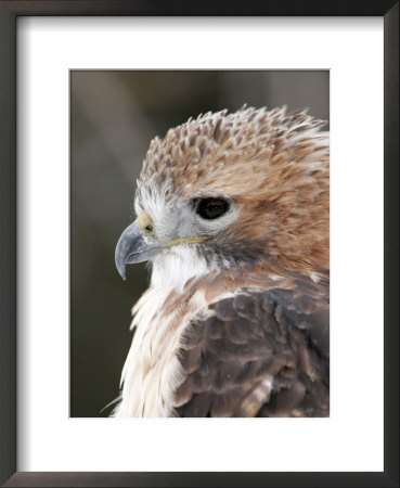 Red-Tailed Hawk, Ste-Anne-De-Bellevue, Canada by Robert Servranckx Pricing Limited Edition Print image