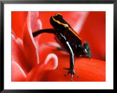 Golfo Dulce Poison Dart Frog, Frog Sitting On Pink Flower, Costa Rica by Roy Toft Pricing Limited Edition Print image