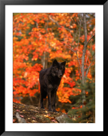 Black Timber Wolf In Autumn Forest by Don Grall Pricing Limited Edition Print image